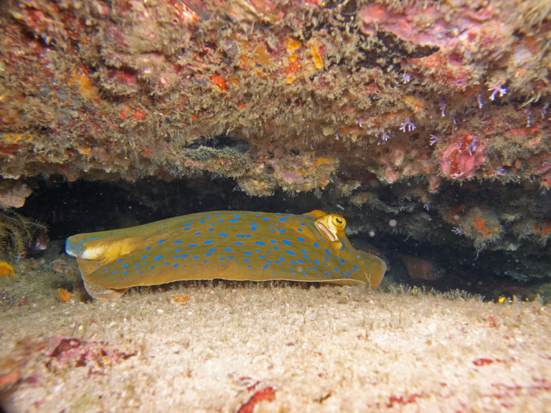 Blue spotted fan tail ray